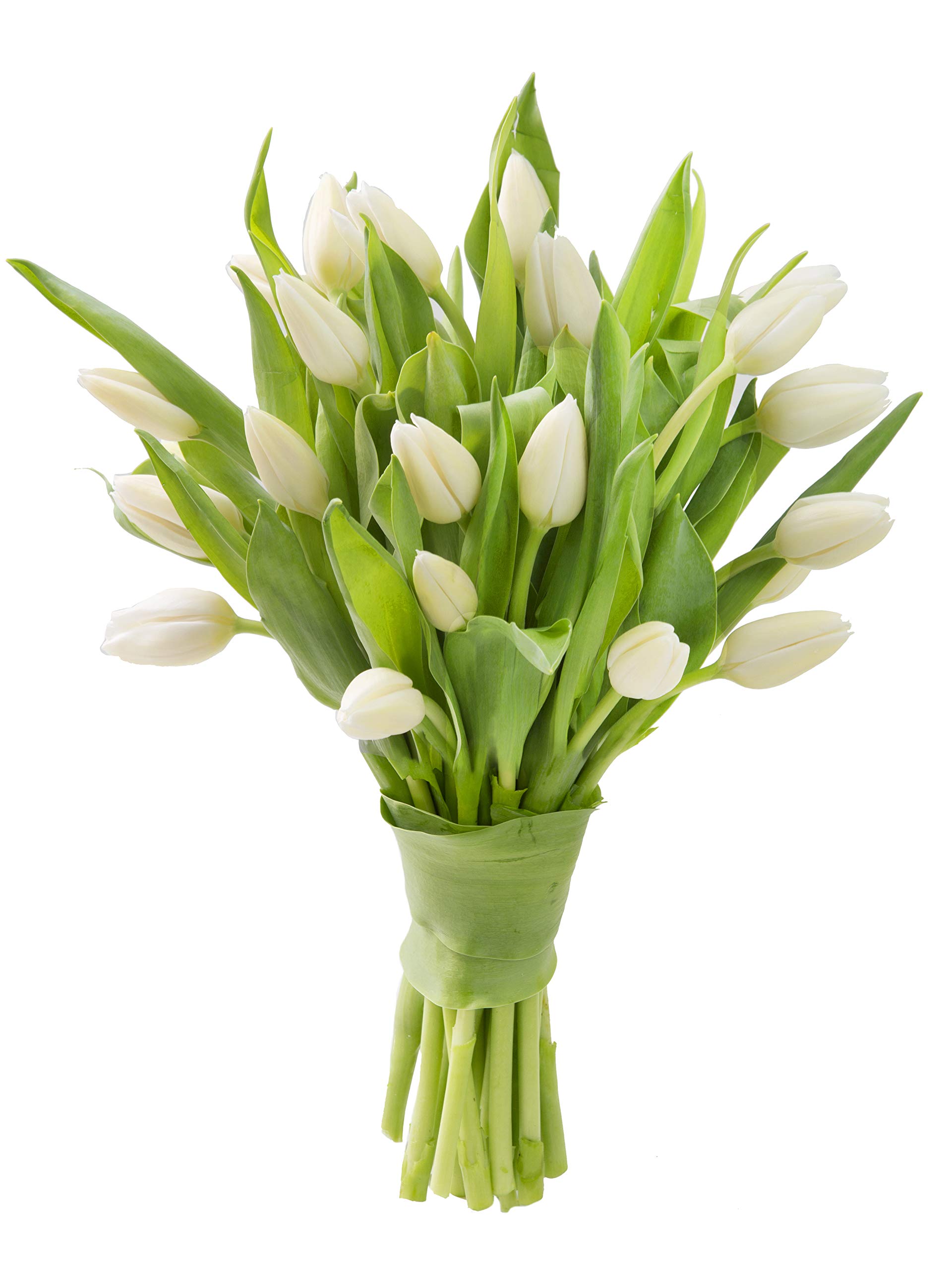 20 Fresh White Tulips - Next Day Delivery for Birthday, Anniversary, Mother's Day Gifts | Perfect for Home Decor, Wedding Centerpieces & Sympathy Arrangements
