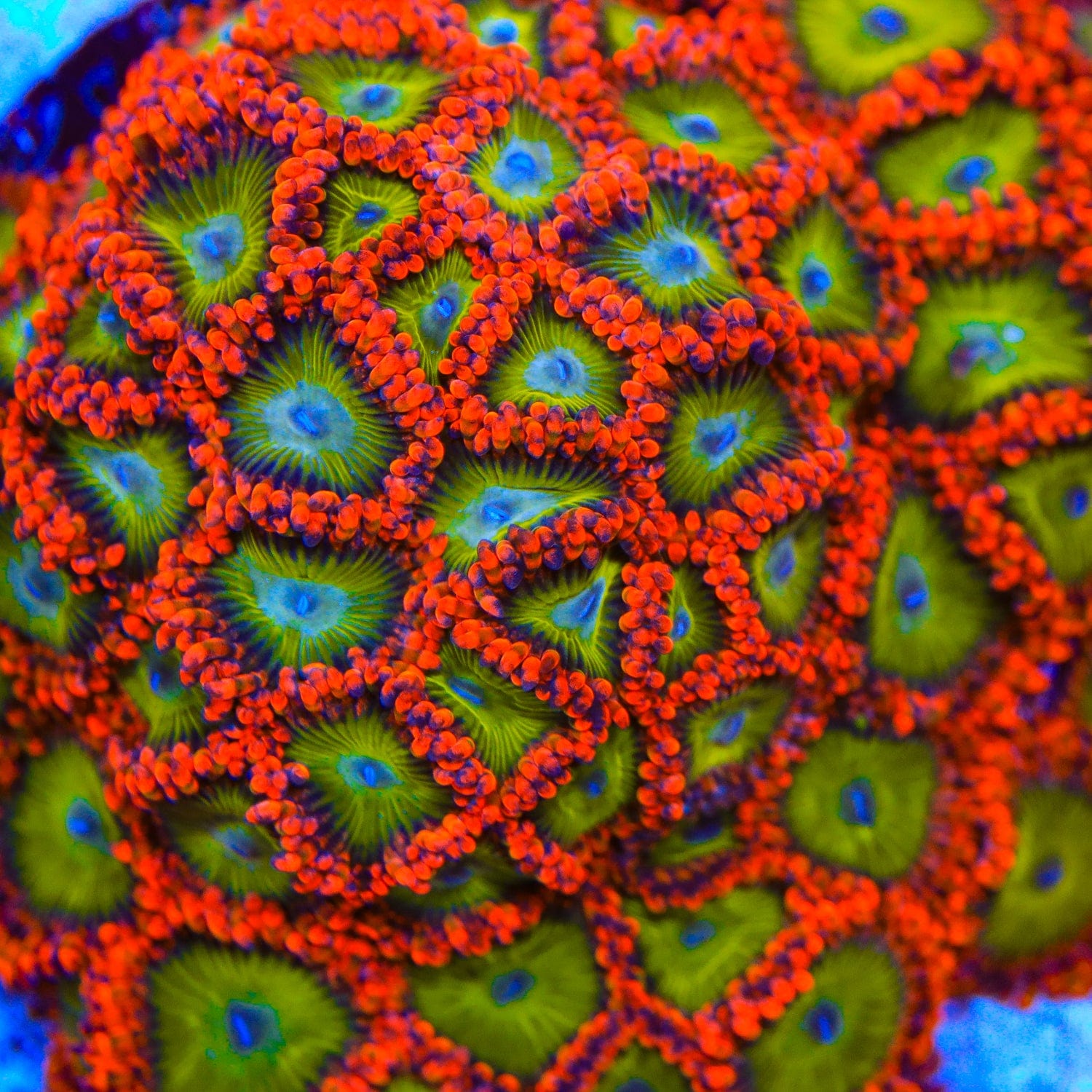 CB Electric Oompa Loompa Zoanthid Coral - Vibrant Saltwater Aquarium Coral for Reef Tanks & Marine Displays | Perfect for Coral Fragging and Aquascaping
