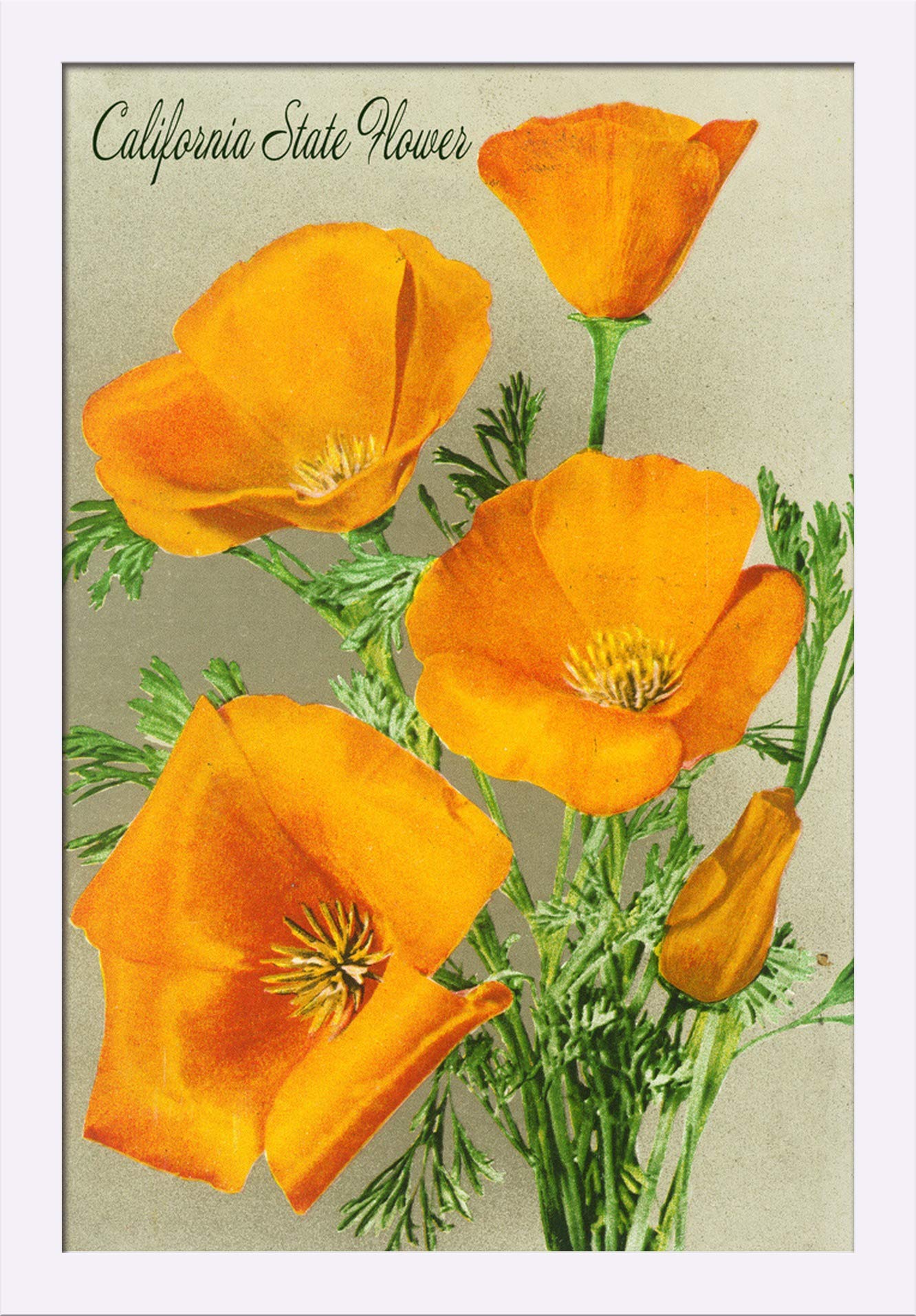 California State Flower - The Californian Poppy Art Print (16x24 Giclee Fine Art, Recycled Wood Frame, White) - Perfect for Home Decor, Office Wall Art & Gift Ideas