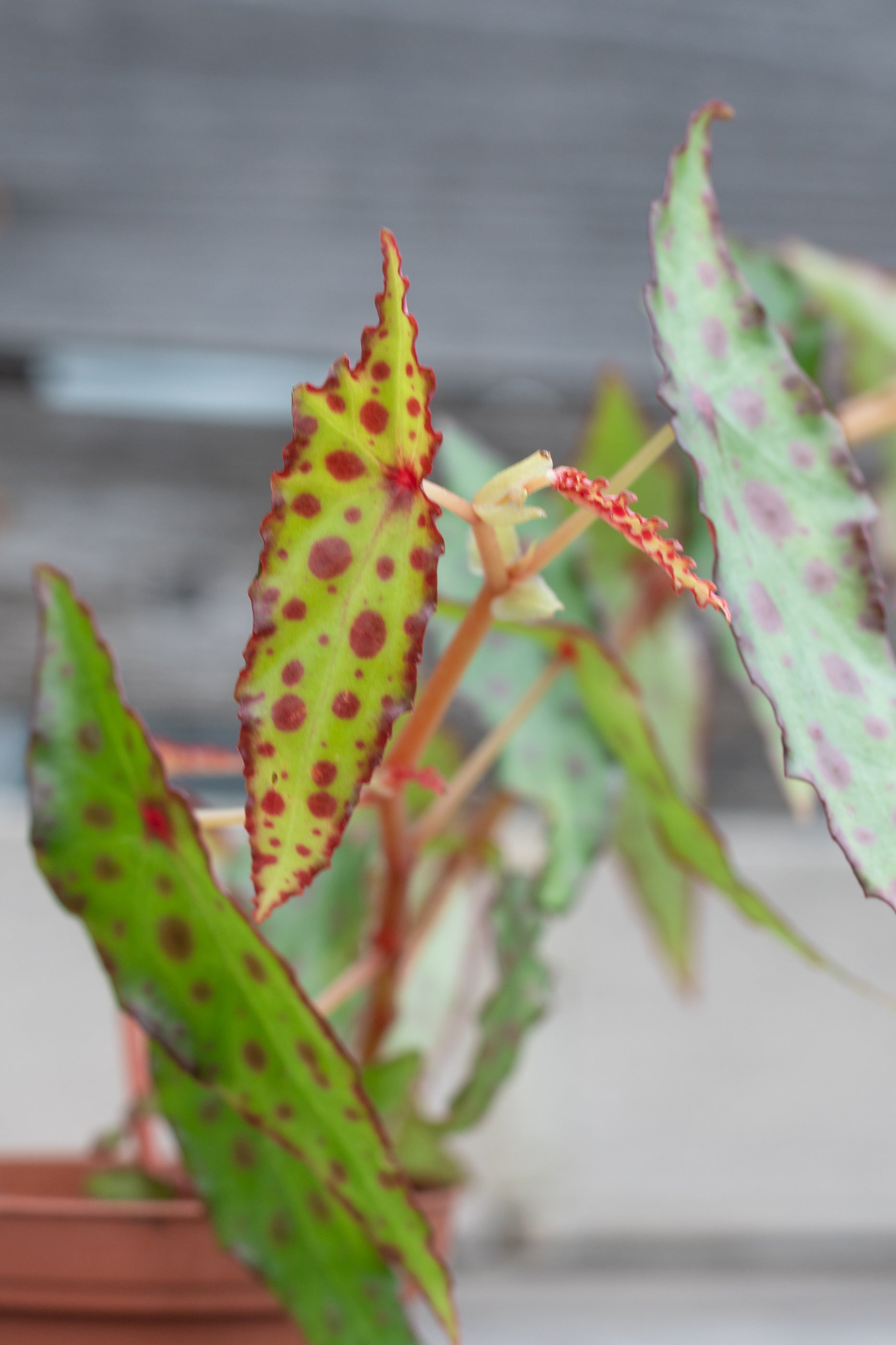 Begonia Amphioxus - Rare Tropical Houseplant for Indoor Gardens | Perfect for Terrariums, Offices & Home Decor