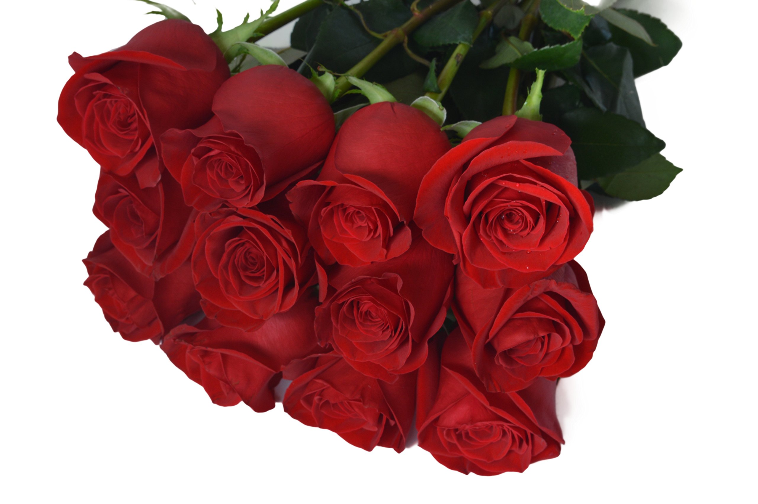 Farm2Door Fresh Red Roses Bouquet - 25 Count, No Vase Included | Next Day Delivery | Perfect Gift for Birthdays, Anniversaries, Valentine's Day, Mother's Day | Sympathy, Get Well, Thank You Flowers | Ideal for Home Decor, Wedding Centerpieces & Romantic Surprises