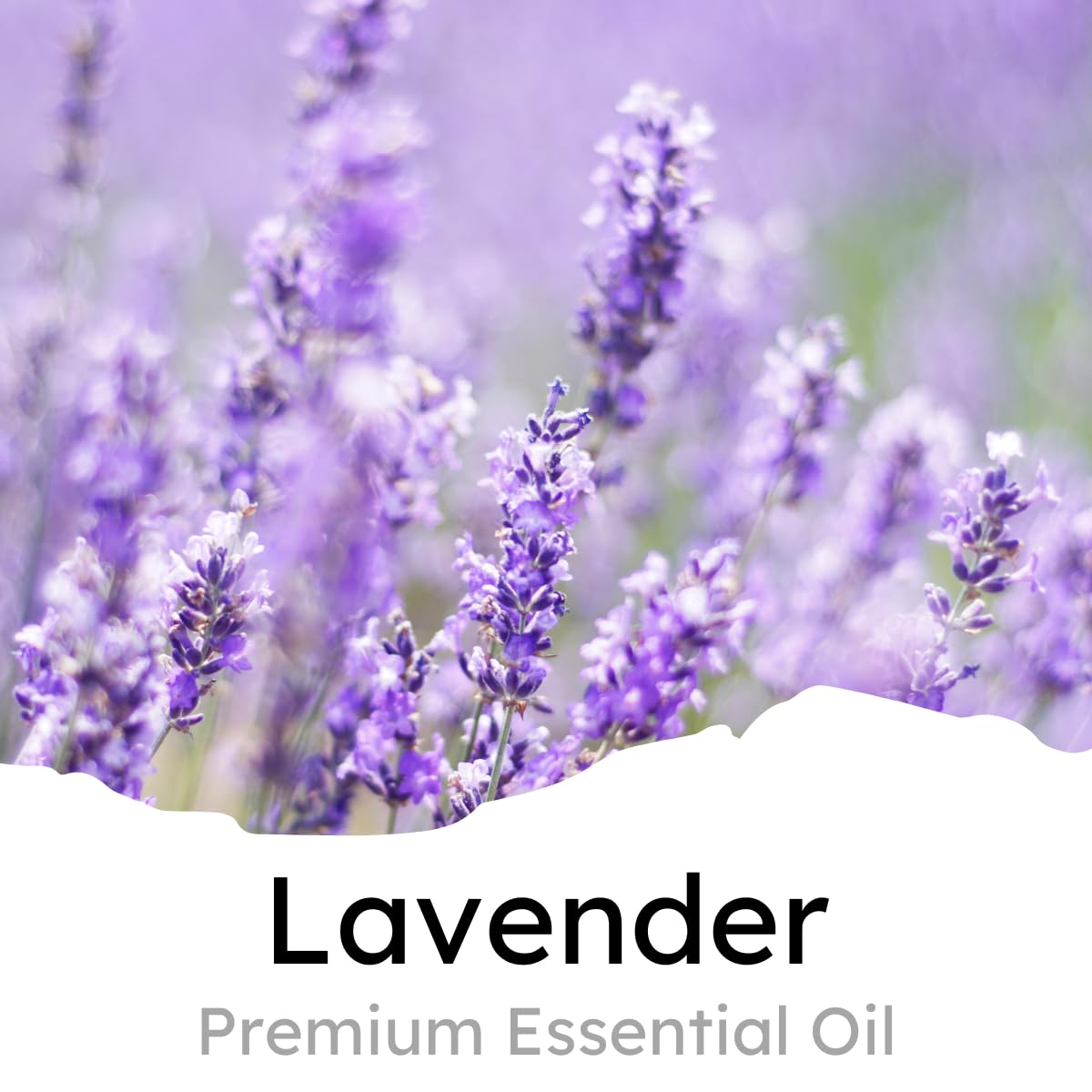 Air Jungles Lavender Scent Car Air Freshener Vent Clips - 6 Pack (4ml Each) | Long Lasting 180-Day Odor Eliminator for Cars, Trucks & SUVs | Perfect for Road Trips, Daily Commutes & Office Parking