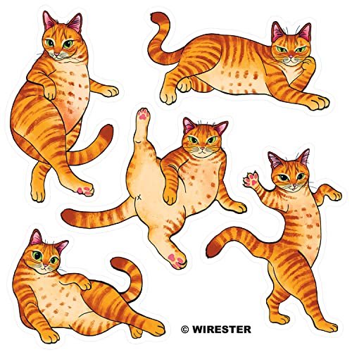 Orange Tabby Cat Funny Playful Postures