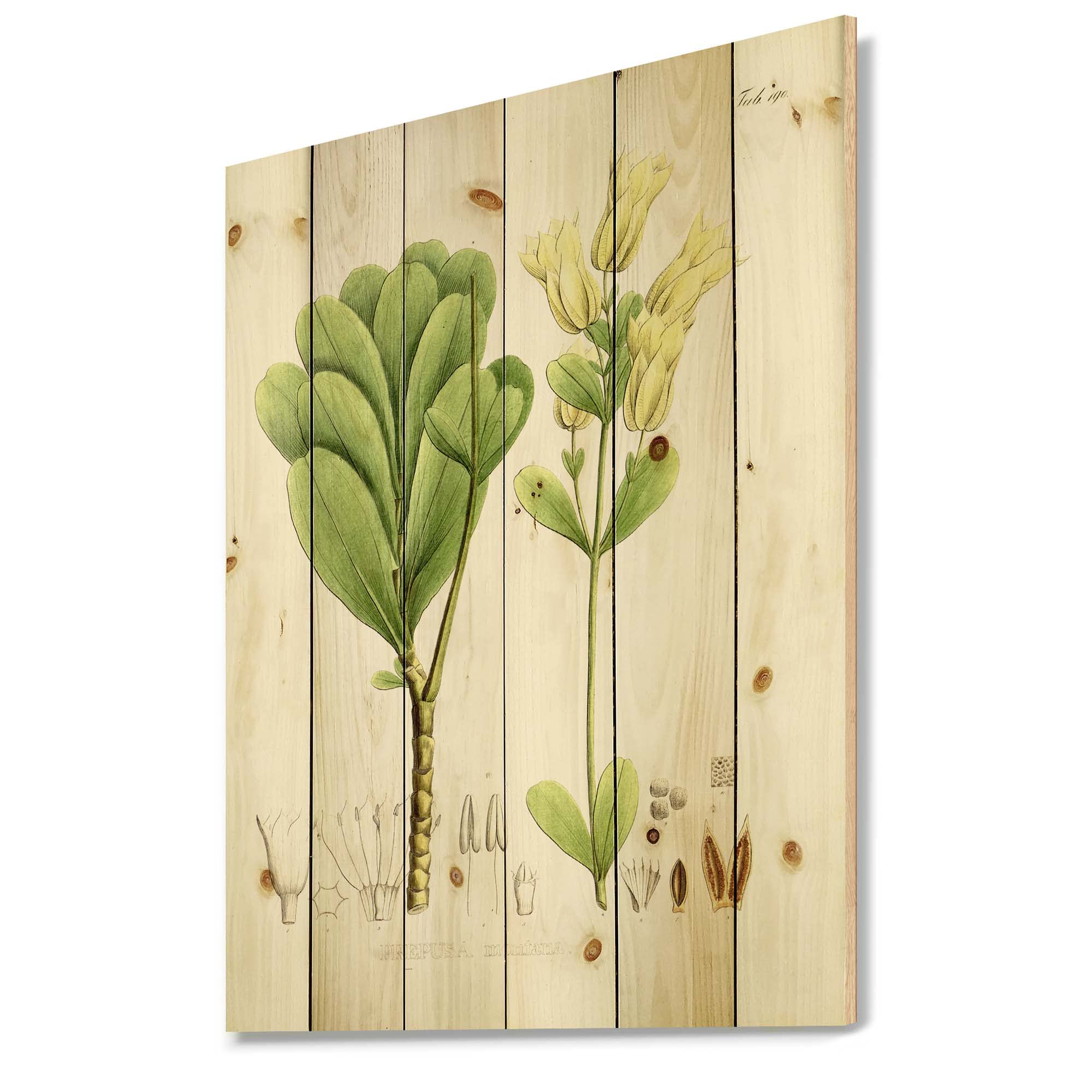 Vintage Brazilian Plant III Traditional Wood Wall Decor - Large Floral Wood Wall Art Panel Printed on Natural Pine - Perfect for Bohemian Home Decor, Living Room Accent Wall & Bedroom Wall Art