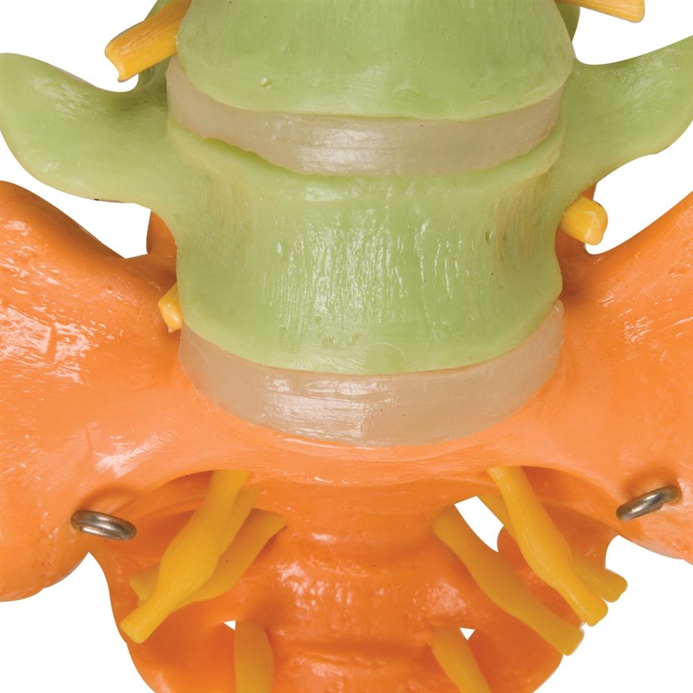 Didactic Flexible Spine Model - Anatomical Human Vertebral Column for Medical Education & Training | Perfect for Classrooms, Labs & Chiropractic Studies