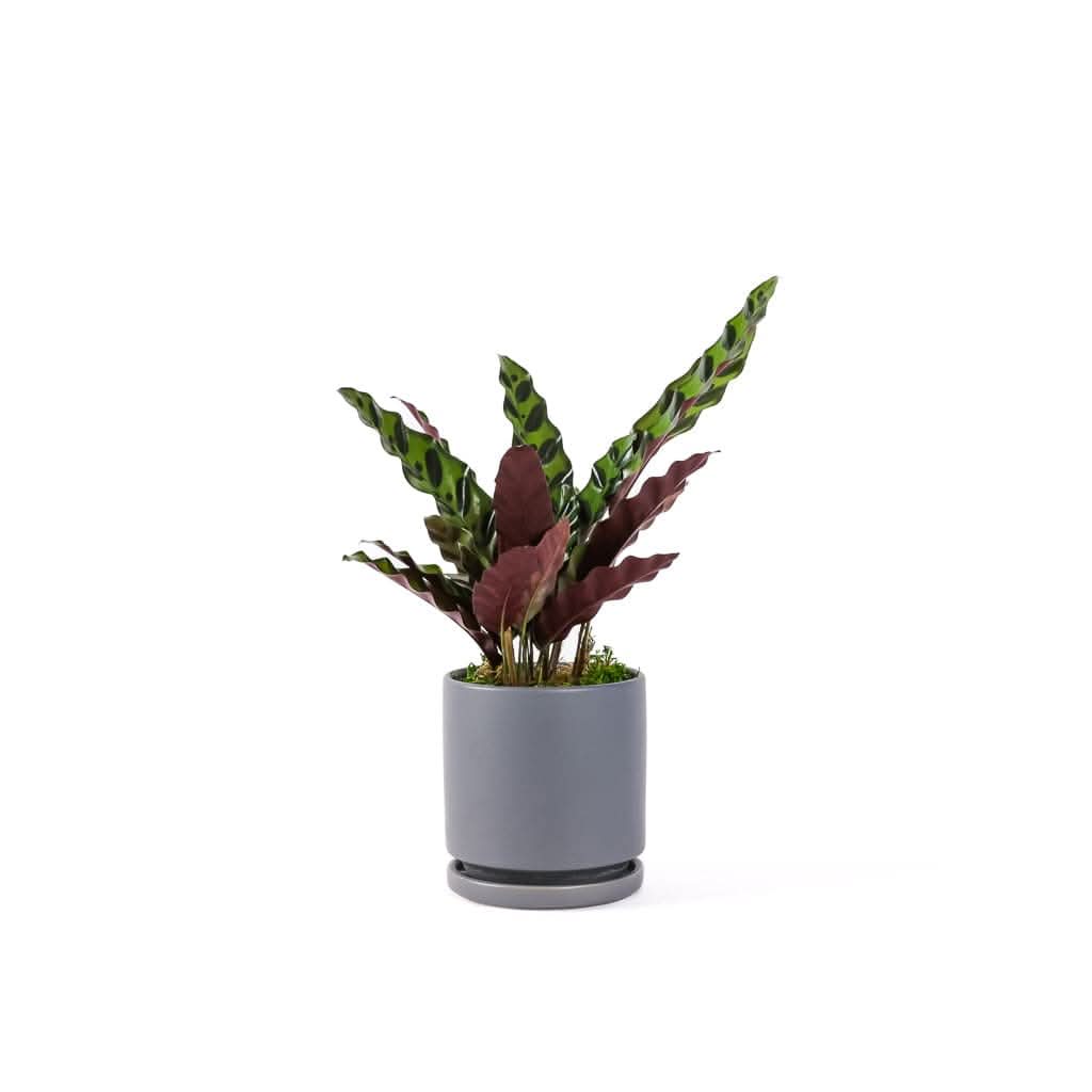 Small Gemstone Potted Rattlesnake Calathea Plant - Unique Indoor Houseplant for Home & Office Decor | Perfect for Living Rooms, Bedrooms, and Workspaces