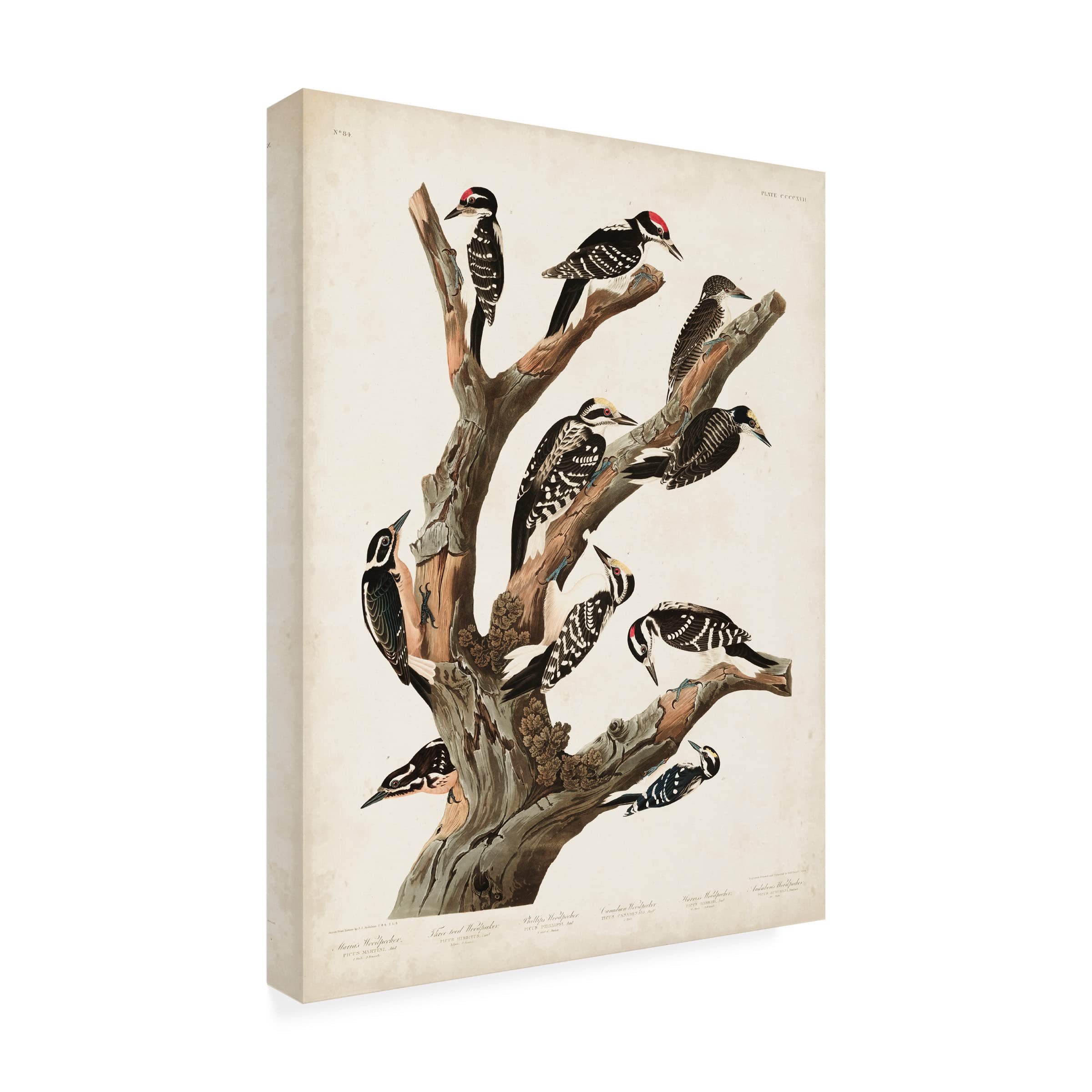 Trademark Fine Art 'Marias Woodpecker' Canvas Print by John James Audubon - 24x32 Inch Nature Bird Wall Art for Living Room, Office & Home Decor