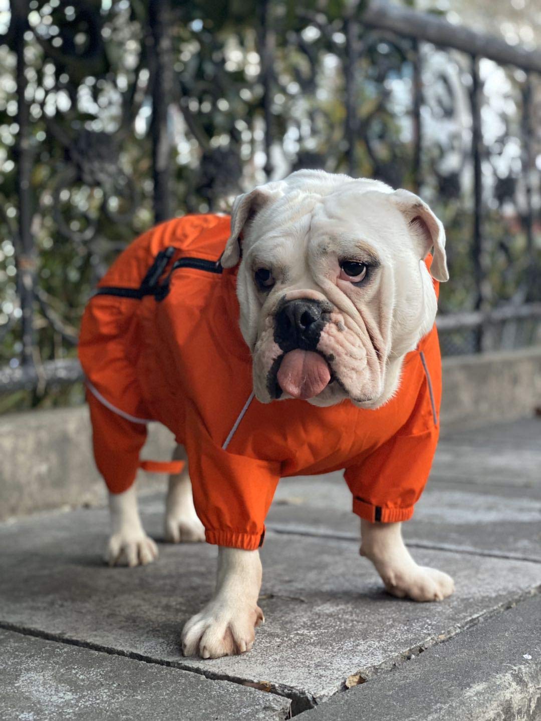 Waterproof Dog Jacket - Lightweight Reflective Raincoat for Small, Medium & Large Dogs | Windproof & Snowproof Pet Vest in Orange (Size 4XL) | Perfect for Rainy Walks, Winter Adventures & Nighttime Safety