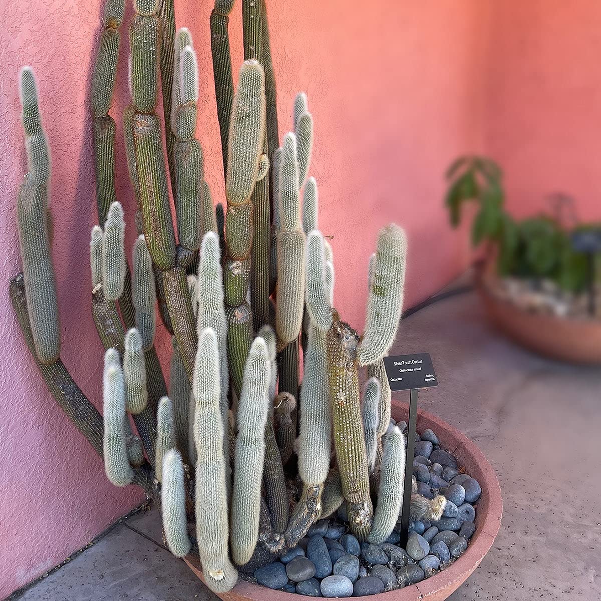 Live Cactus Plants for Sale - Indoor & Outdoor Succulent Plants, Silver Torch Cactus | Perfect for Home Decor, Office Desk & Garden Landscaping