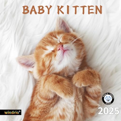 Baby Kitten