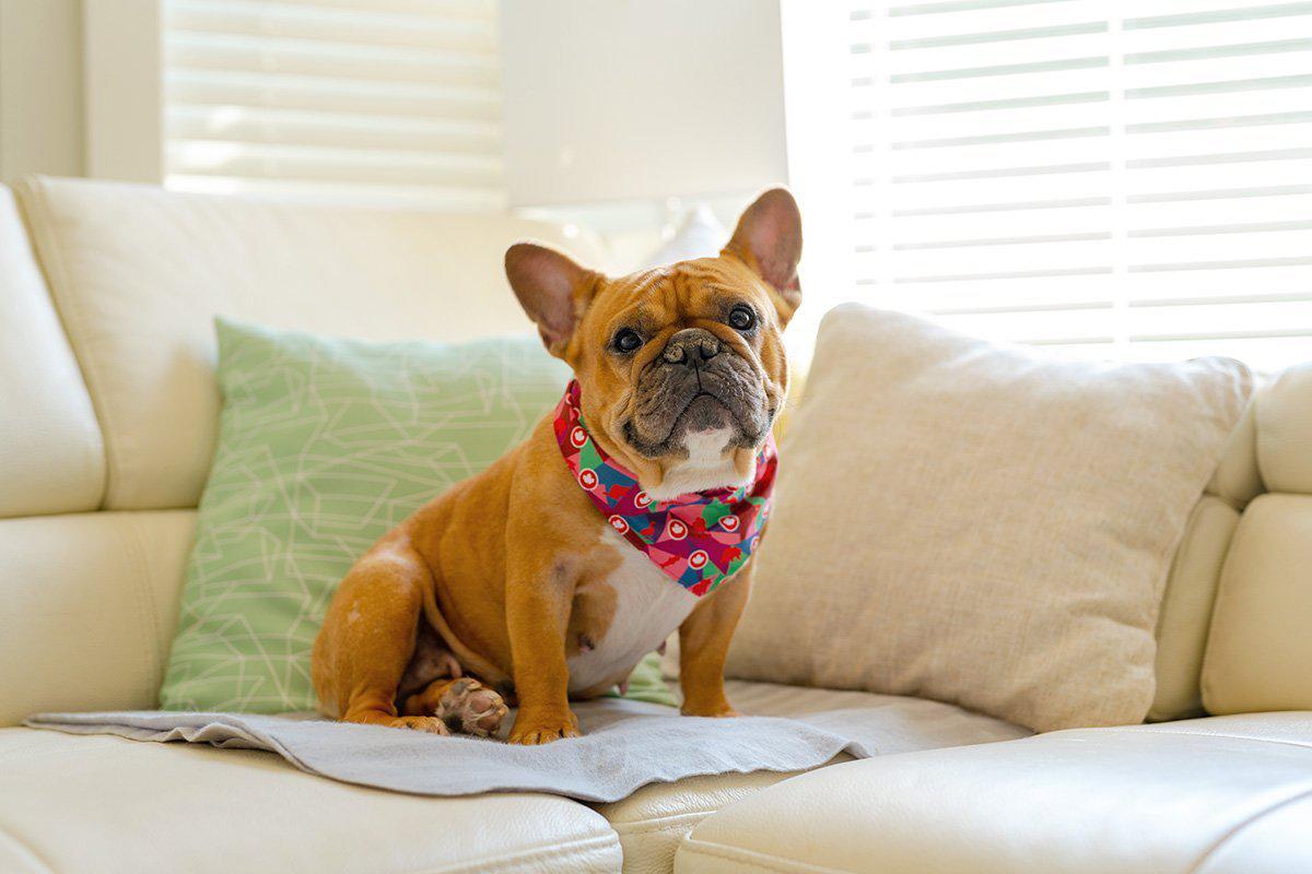 Premium Cotton Bandana - True North Style - Perfect for Outdoor Adventures, Hiking, and Fashion Accessories
