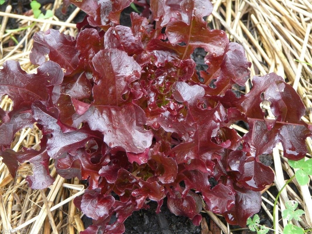Organic Non-GMO Ruby Leaf Lettuce Seeds (1000 Seeds) - Fresh Salad Greens for Home Garden, Hydroponics & Healthy Eating