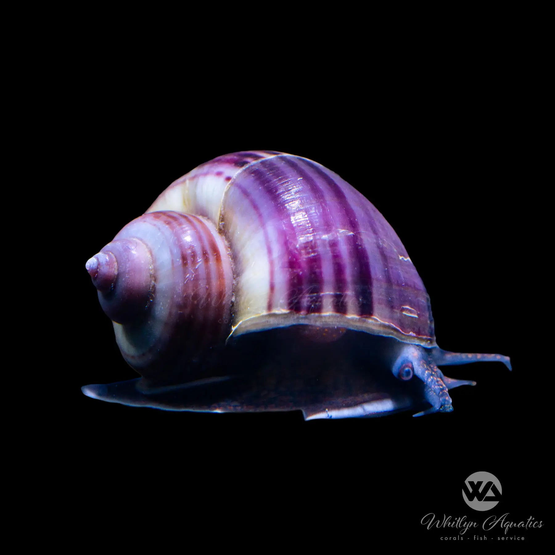 Premium Purple Mystery Snail (Pomacea sp.) - Live Freshwater Aquarium Snail for Fish Tanks, Ponds & Aquatic Habitats