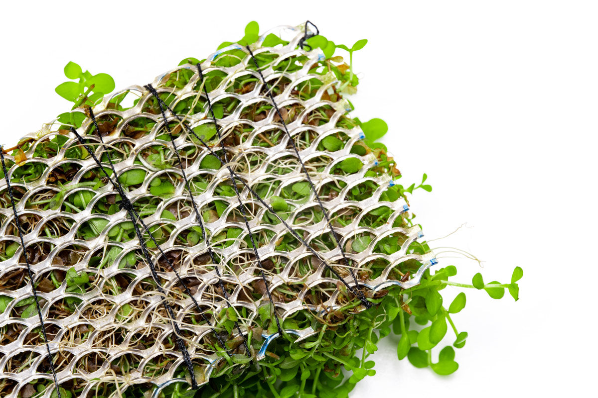 Micranthemum Monte Carlo Aquatic Plant - Premium Stainless Steel Mesh Mat for Aquascaping | Perfect for Freshwater Planted Tanks & Nano Aquariums