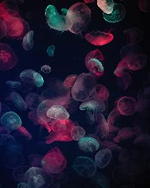Jellyfish