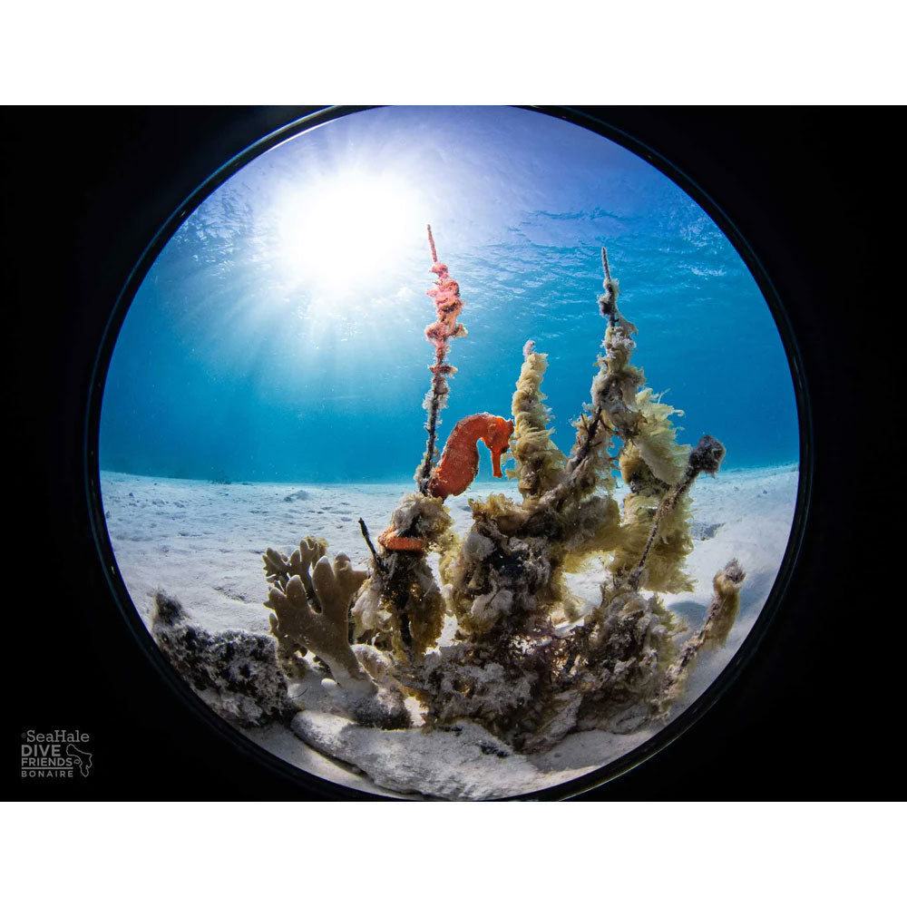 Ikelite Underwater Housing with Dome Port for Olympus Tough TG-6 & FCON-T02 Fisheye Lens – Perfect for Scuba Diving, Snorkeling, and Marine Photography