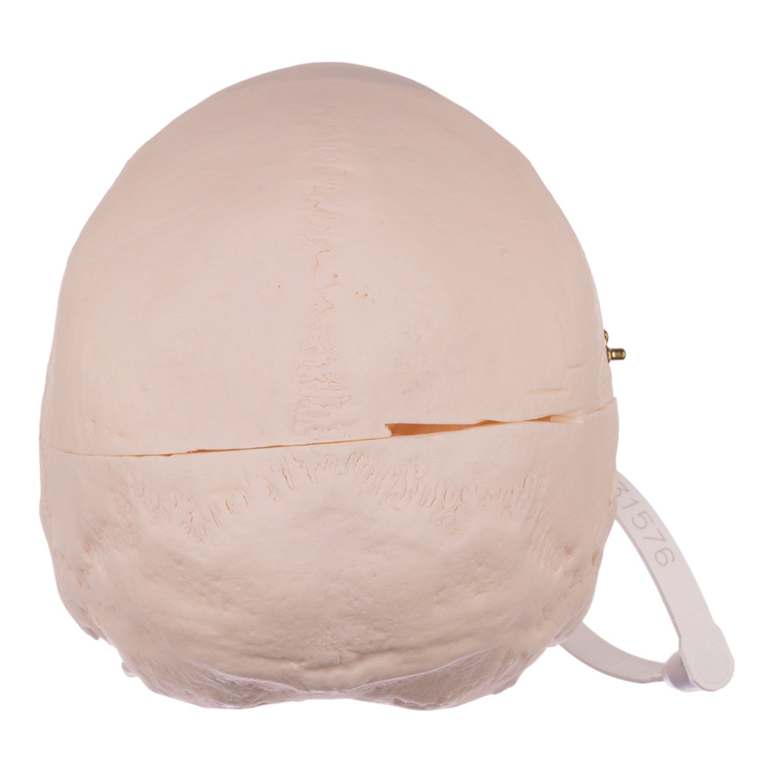Premium Anatomical Human Skull Model - Medical Grade, Life-Sized for Accurate Study | Perfect for Medical Students, Doctors & Halloween Decor