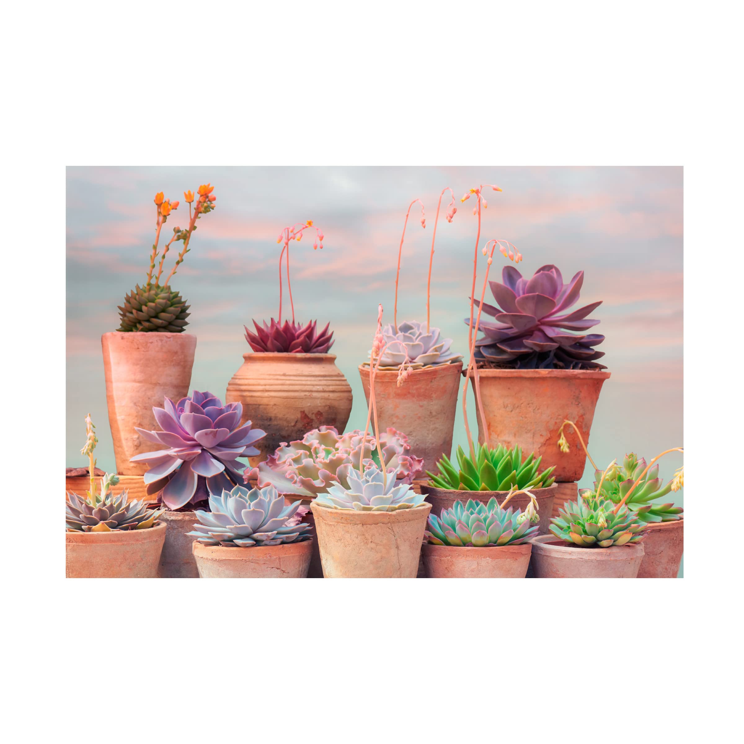 Trademark Fine Art 'Succulent Window III' Canvas Wall Art by Cora Niele - Botanical Home Decor for Living Room, Bedroom & Office