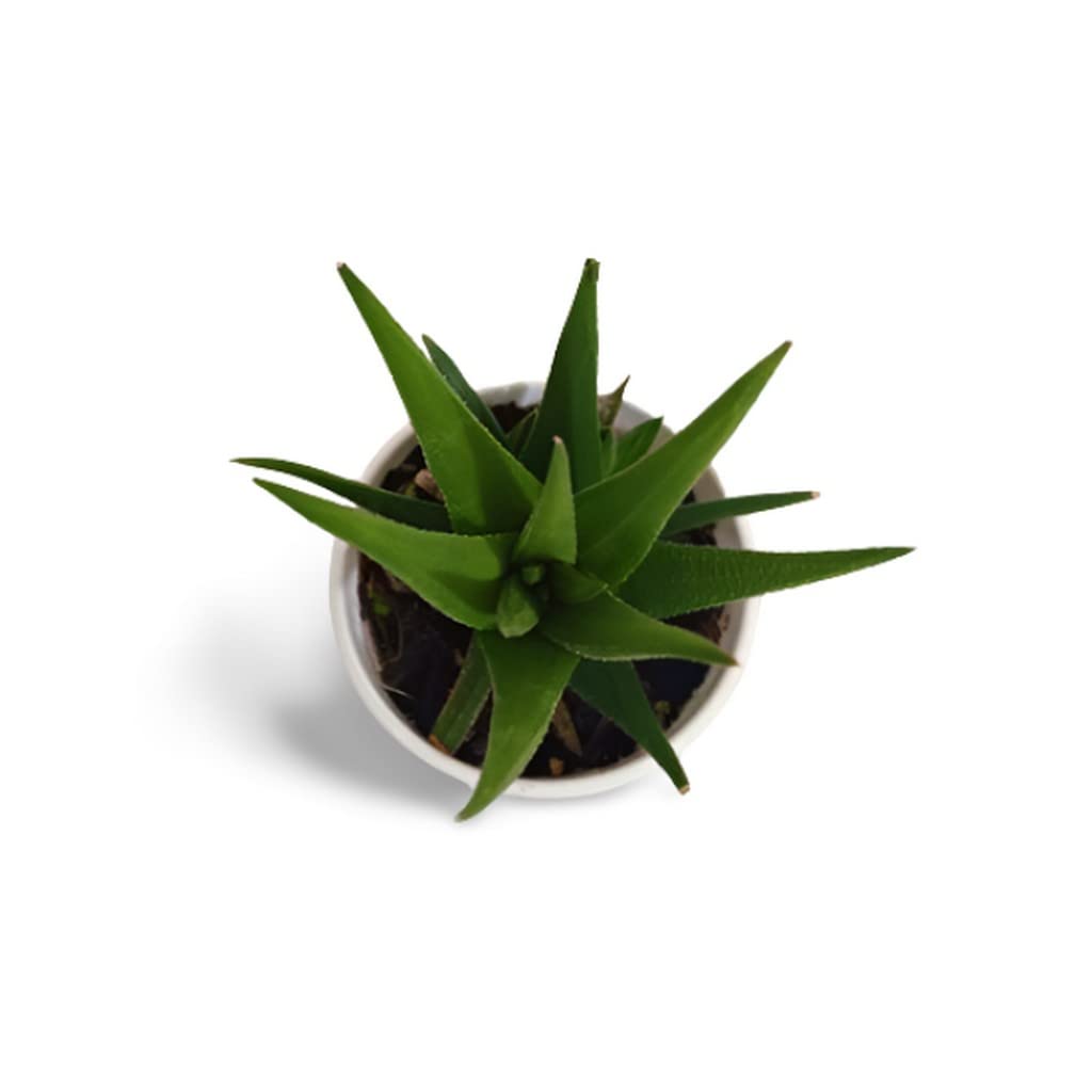 Exotic Aloe Black Beauty (Gastrolea Midnight) - 7cm Pot Low Maintenance Lucky Plant for Home & Office Decor | Air Purifying Succulent for Indoor Spaces