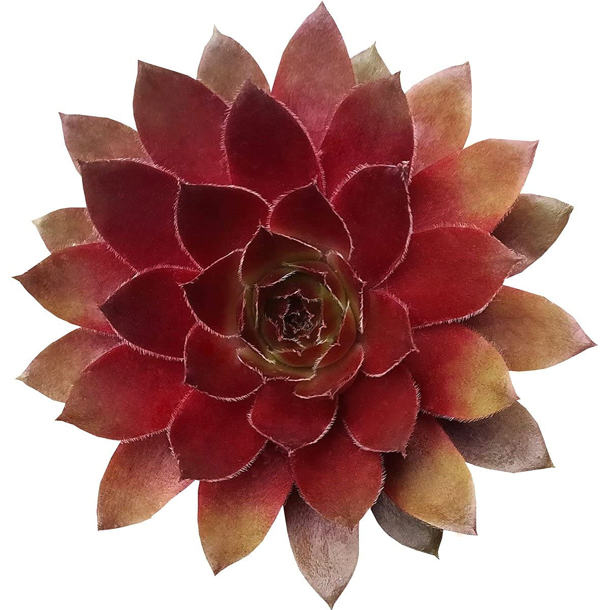 Sempervivum Red Lion Red Rubin - 4 Inch Succulent Plant for Rock Gardens, Terrariums & Indoor Decor | Drought-Tolerant & Low Maintenance