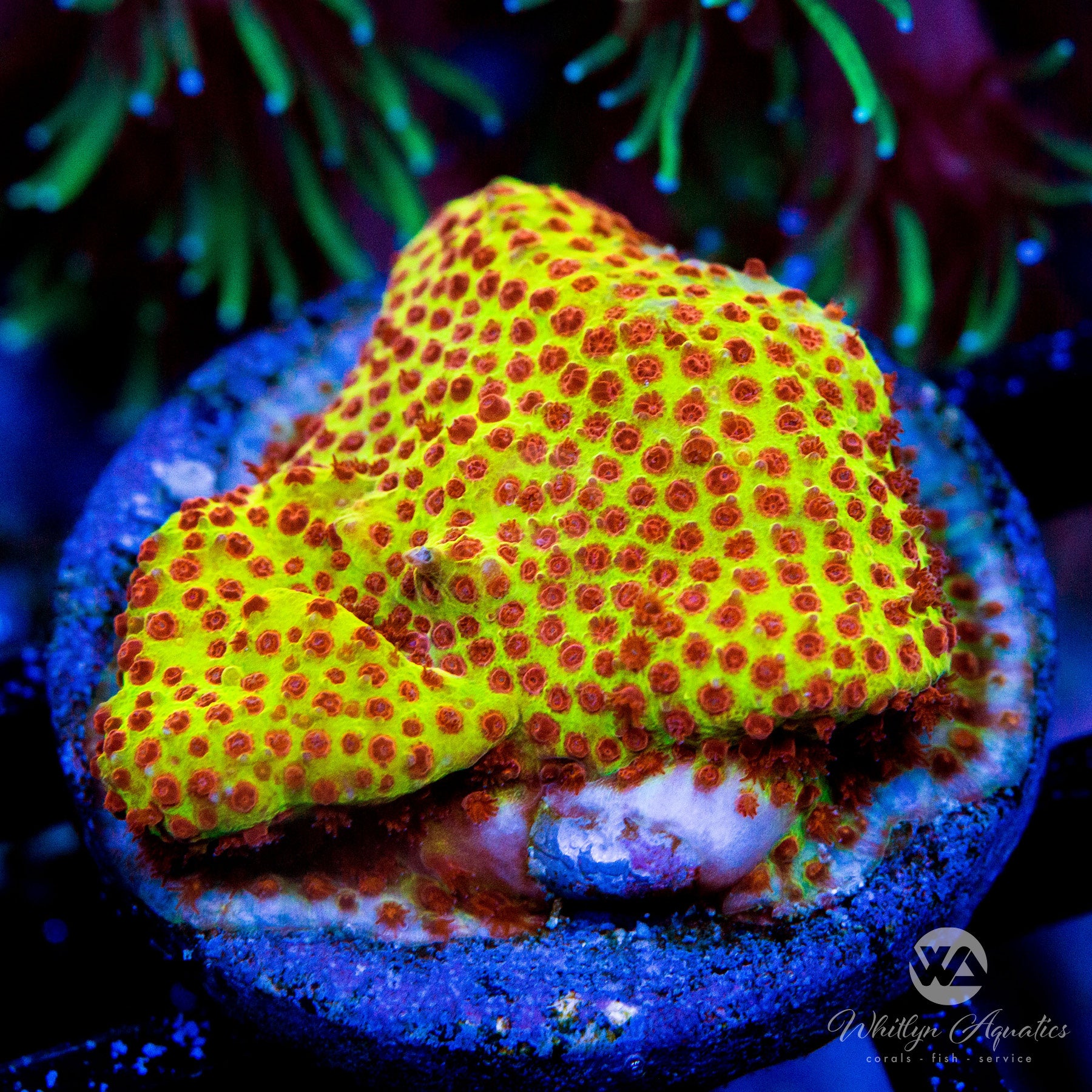 Stylocoeniella Coral - Vibrant Orange 
