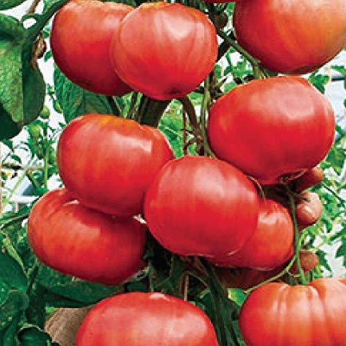 Climbing Trip-L-Crop Tomato Seeds (Italian Tree) - High Yield Heirloom Variety - 25 Seeds for Home Garden, Greenhouse & Vertical Farming - Perfect for Sauces, Salads & Canning