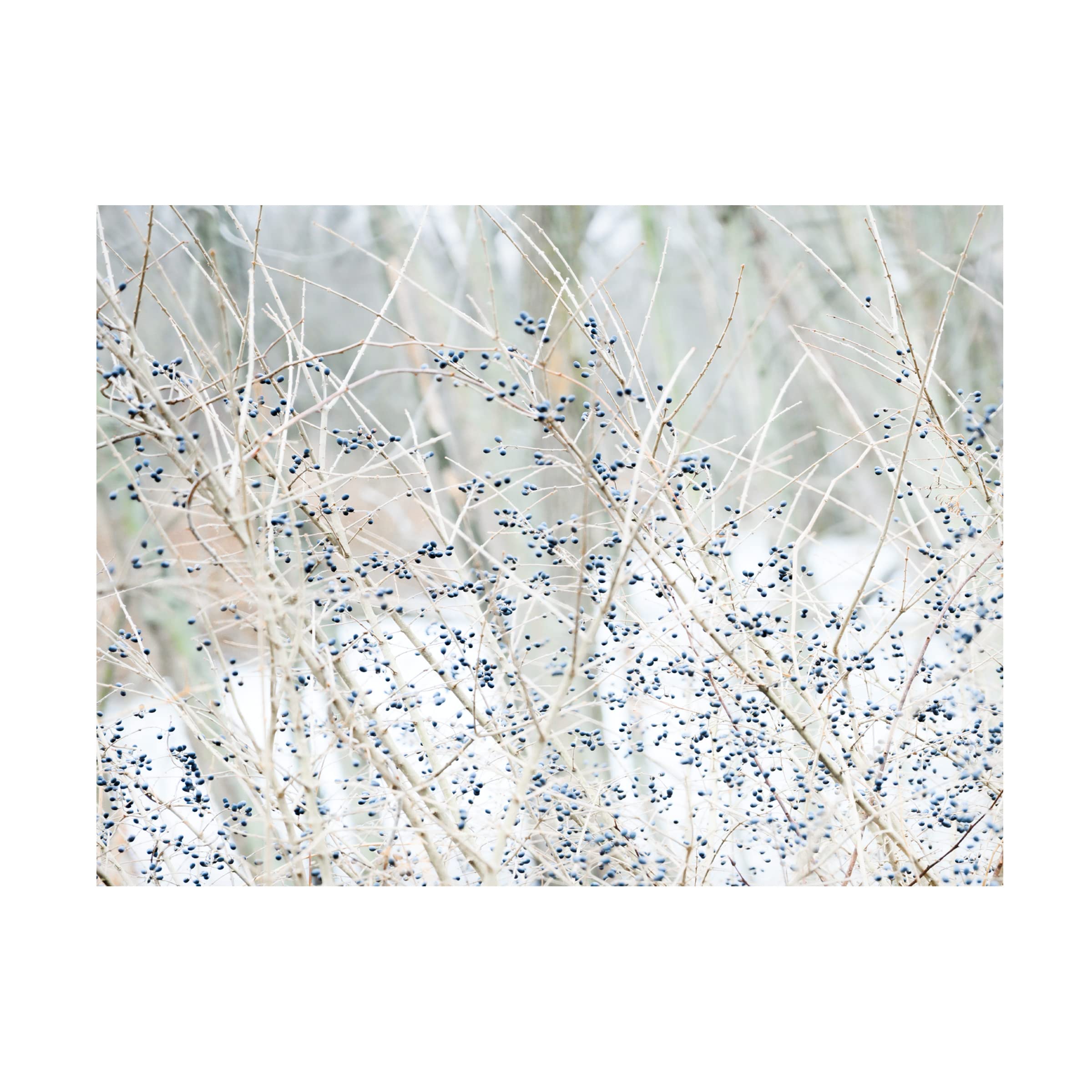 Trademark Fine Art 'Winter Berries All Blue' Canvas Wall Art by Blue Palomino - Perfect for Living Room, Bedroom & Office Decor