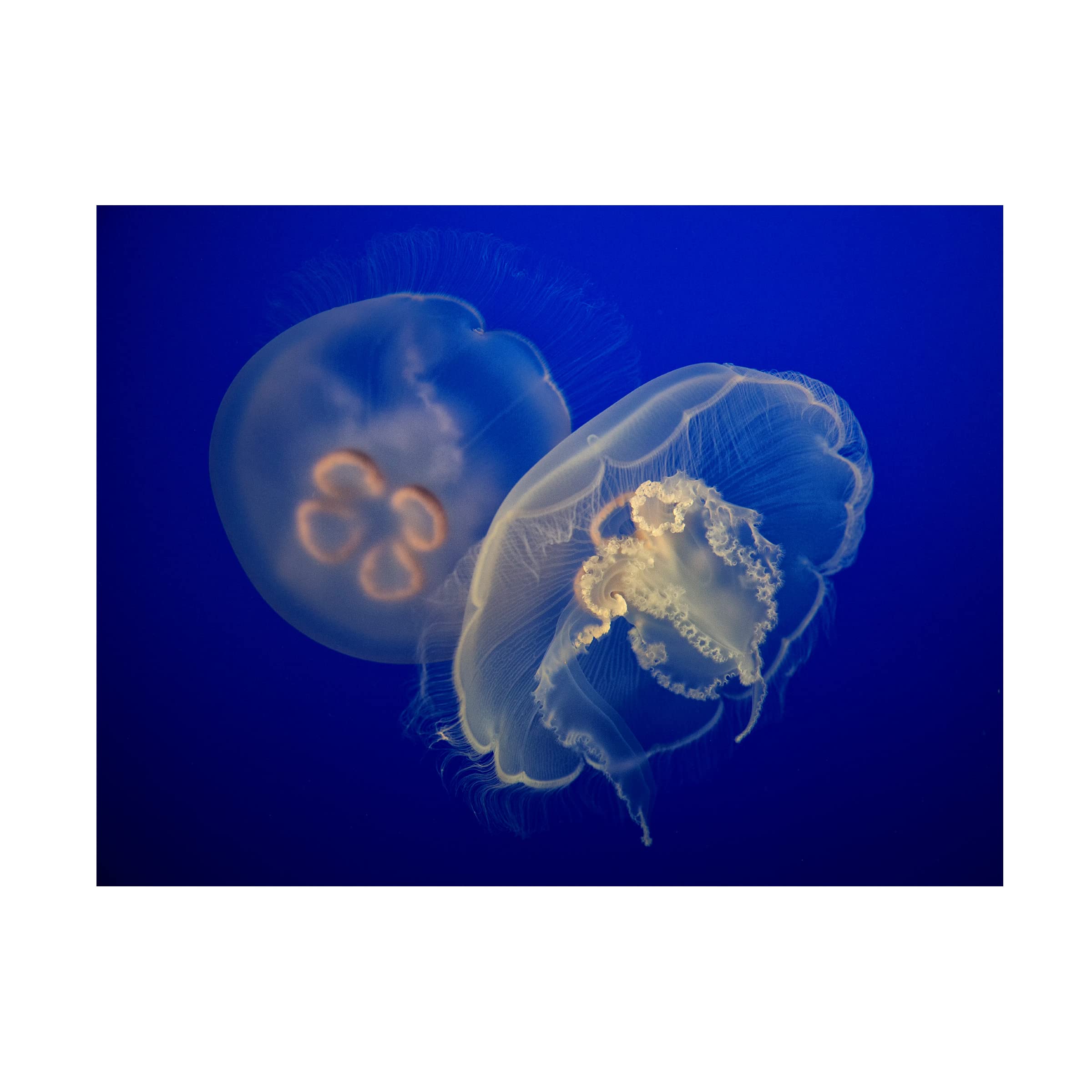 Trademark Fine Art 'Moon Jelly' Canvas Wall Art by C.S. Tjandra - Modern Ocean-Themed Home Decor for Living Room, Bedroom & Office
