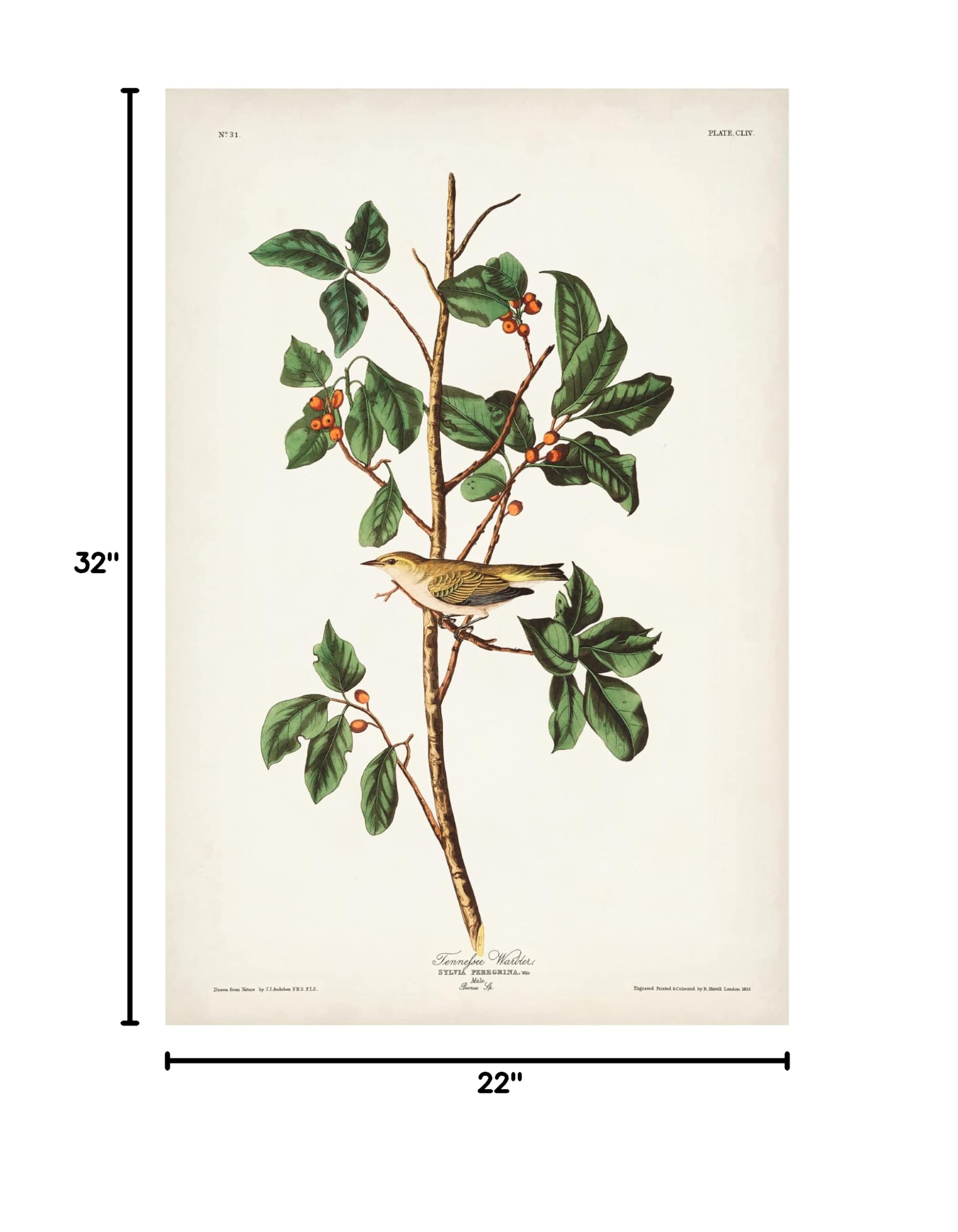 John James Audubon Tennessee Warbler Canvas Art Print - 22x32 Inches Framed Wall Decor for Living Room, Bedroom & Office | Trademark Fine Art Collection