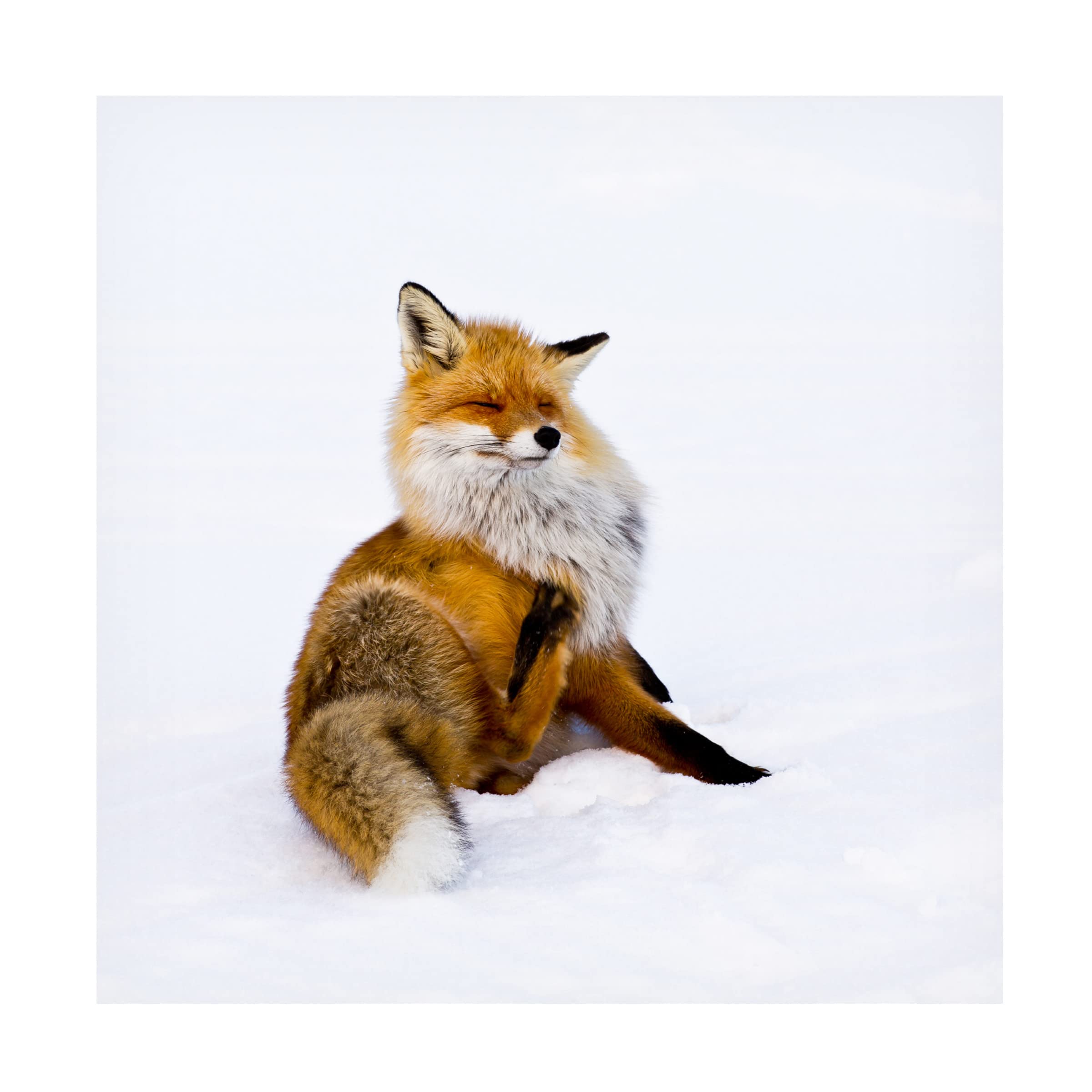 Pia Lindström 'Winterfox' Canvas Art Print - Premium Trademark Fine Art for Home & Office Decor - Perfect for Living Room, Bedroom, or Gift