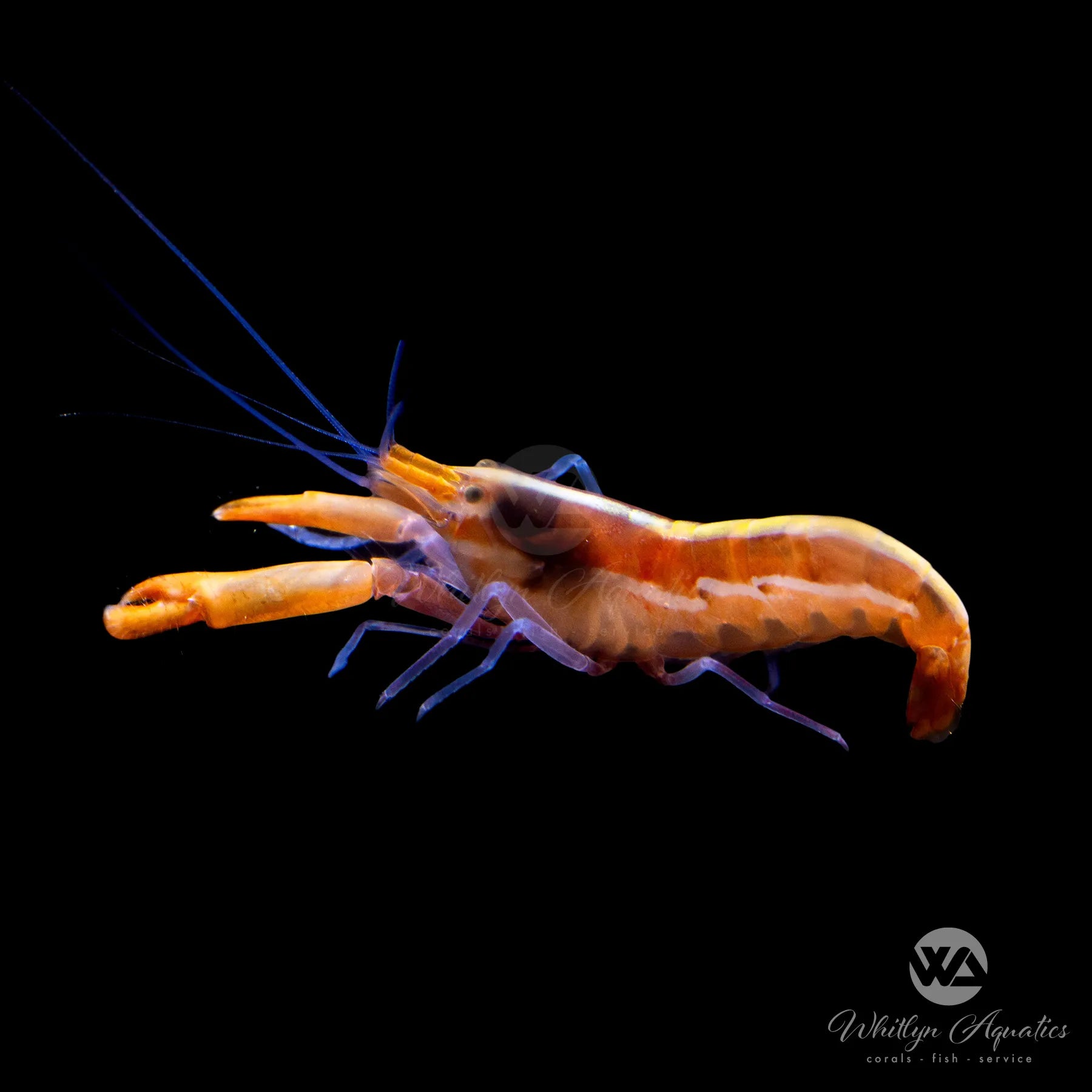 Snapping Pistol Shrimp (Alpheus sp.) - Saltwater Aquarium Cleaner for Reef Tanks | Marine Invertebrates for Nano Tanks & Coral Aquascaping