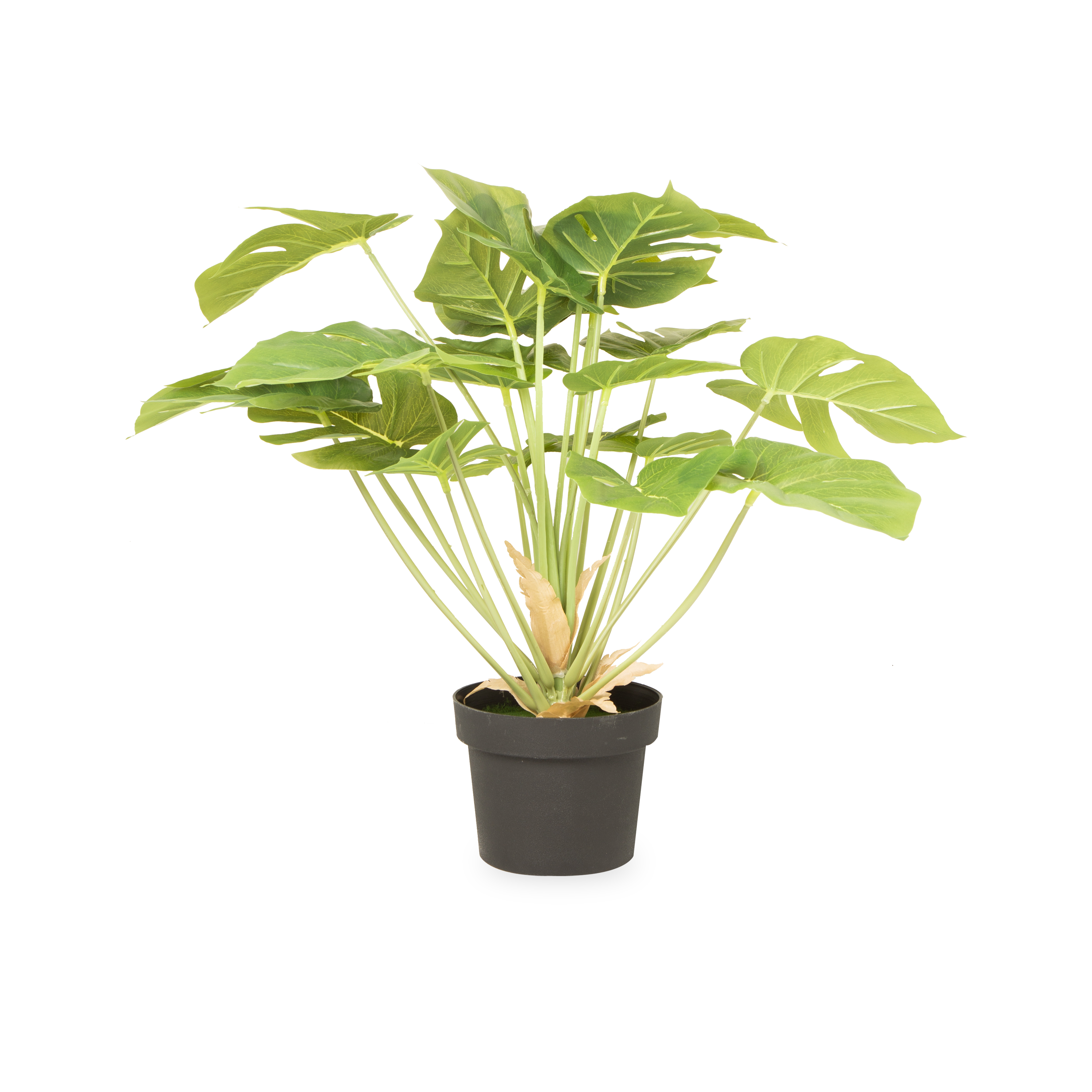 Monstera Deliciosa Swiss Cheese Plant - Indoor Tropical Houseplant for Home & Office Decor - Perfect for Living Room, Bedroom, and Workspace