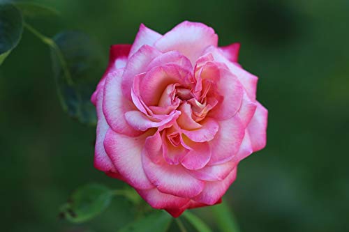 20x30 Inch Laminated Rose Flower Poster - Vibrant Red Macro Rose Garden Wall Art for Home Decor, Office & Living Room - Fits Standard Frames - Nature Photography Print for Bedroom, Kitchen & Dorm