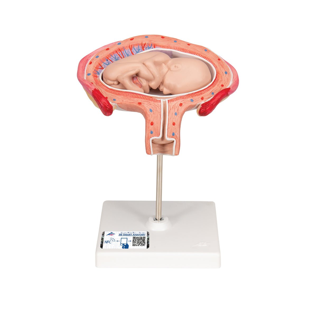 4-Month Fetal Development Model - Accurate Abdominal Position Anatomy for Medical Education & Pregnancy Study - Perfect for OBGYN Training, Midwife Practice & Parenting Classes