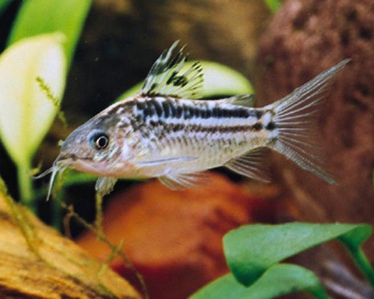 Elegans Corydoras Catfish - Premium Freshwater Aquarium Fish for Home & Office Tanks | Perfect for Community Aquariums & Planted Tanks
