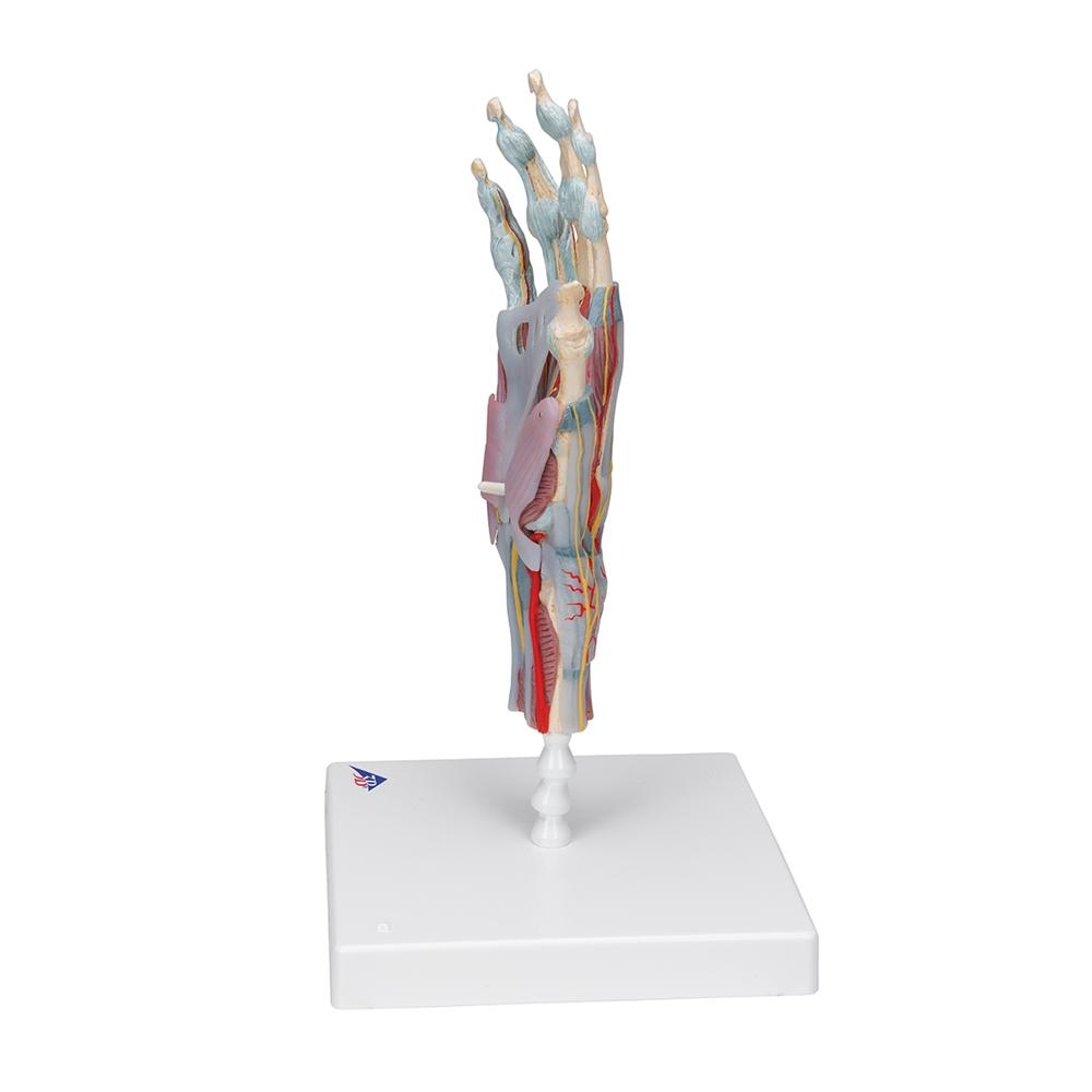 Hand Skeleton Model with Ligaments & Muscles - Anatomical Study Tool for Medical Students & Doctors | Perfect for Classroom, Lab & Medical Office Use