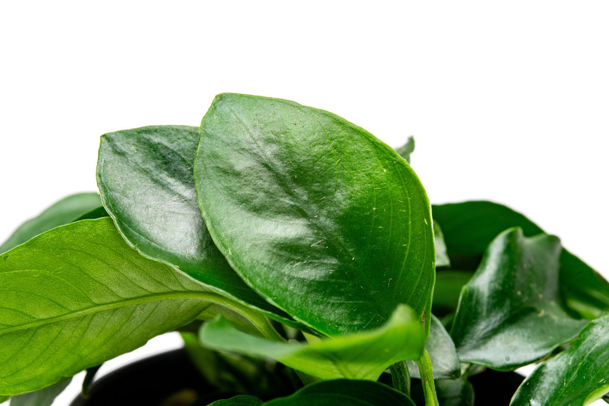 Anubias Nana Spear Leaf Aquatic Plant - Live Freshwater Aquarium Plant for Fish Tanks, Low Light & Beginner Friendly - Perfect for Aquascaping, Nano Tanks & Shrimp Habitats