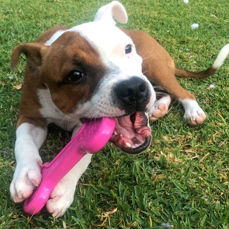 Sodapup Pink Dog Bone Chew Toy - Durable & Safe for Puppies & Small Dogs - Perfect for Teething, Training & Playtime