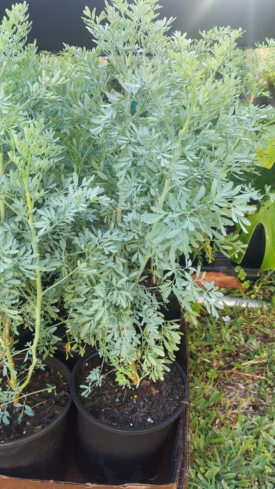 Ruta Graveolens Herb Plant - Common Rue (Herb of Grace) - 12
