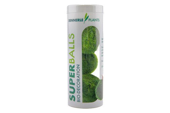Dennerle Aegagropila linnaei Moss Ball (3 Pack) - Natural Aquarium Decor for Betta Fish, Shrimp Tanks & Low-Light Aquascaping - Perfect for Freshwater Planted Tanks & Zen Water Gardens
