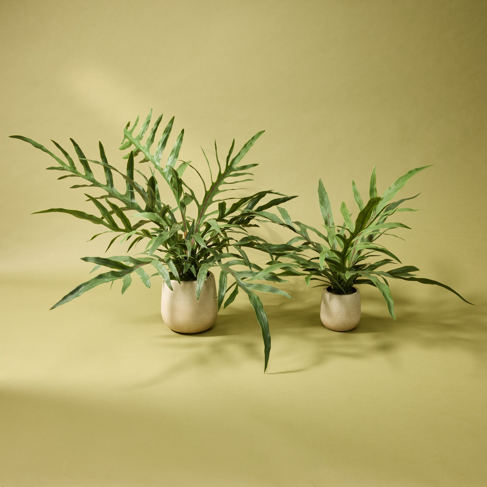 Artificial Blue Star Fern Plant in Pot - 18 Inch Tall Realistic Fake Fern for Home Decor, Office, Living Room, Bedroom - Low Maintenance Indoor Greenery