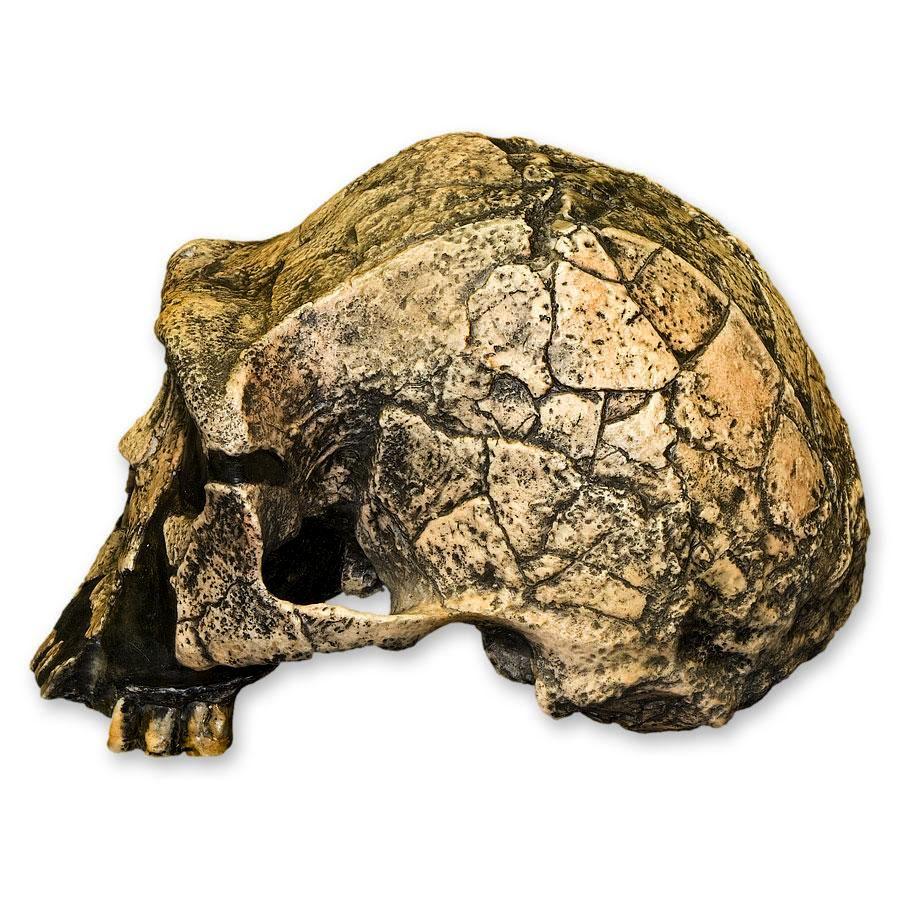 Authentic Replica Homo Ergaster KNM ER 3733 Skull - Museum-Quality Human Evolution Display for Education & Anthropology Studies