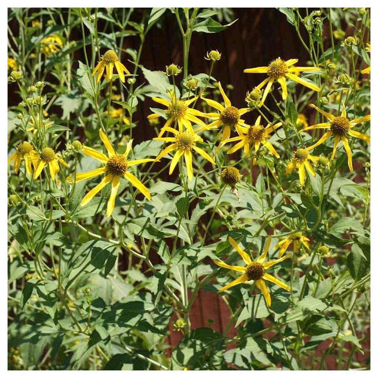 Everwilde Farms - 300 Wild Golden Glow Native Wildflower Seeds - Gold Vault Jumbo Seed Packet for Pollinator Gardens, Landscaping & Natural Habitats
