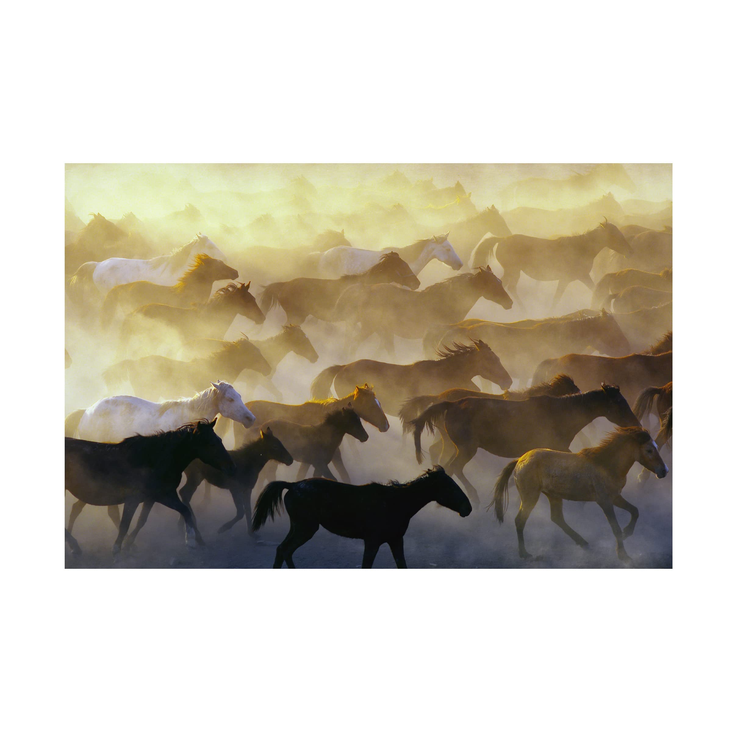 Trademark Fine Art 'Wild Horses' Canvas Wall Art Print by Emir Bagci - Stunning Western Home Decor for Living Room, Bedroom & Office
