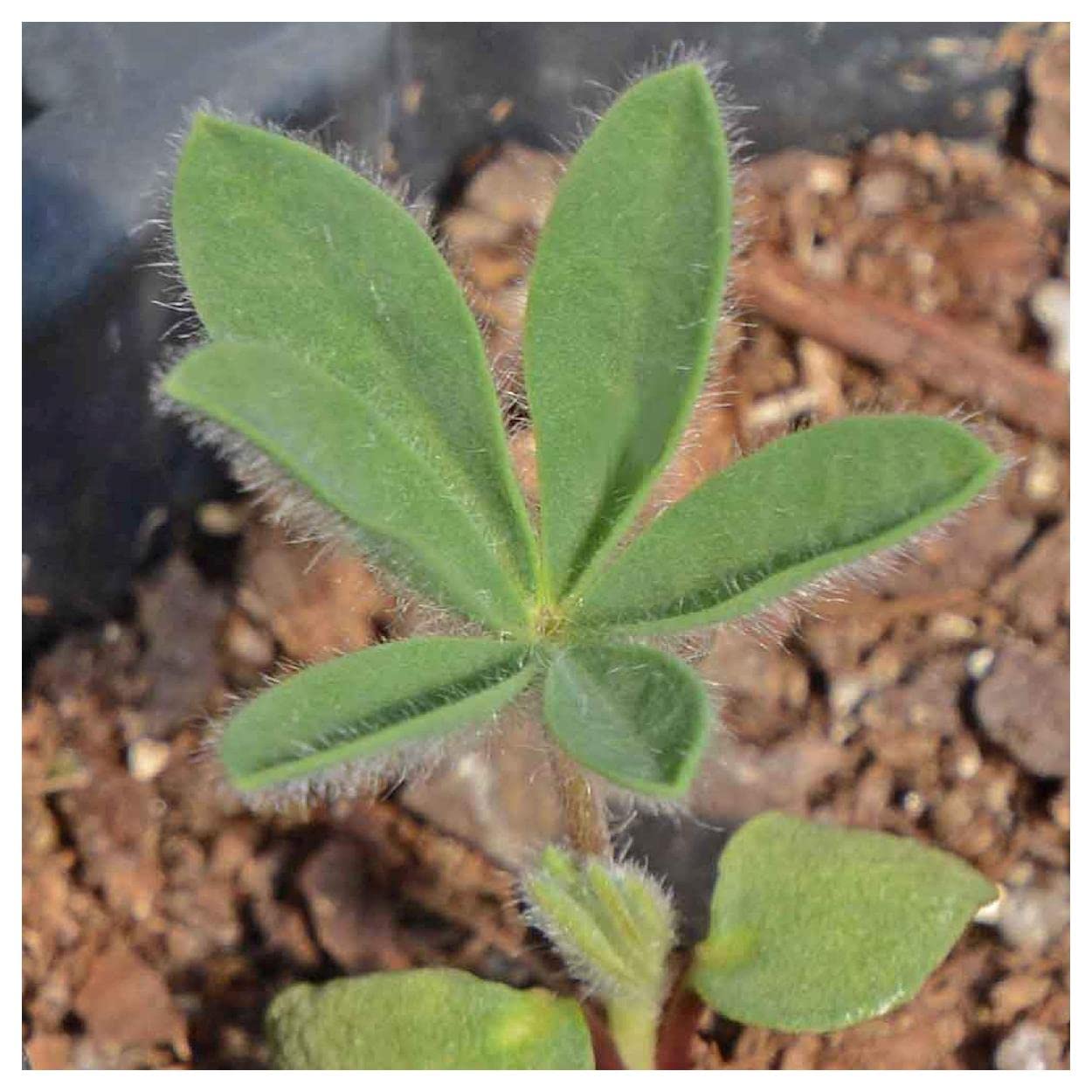 Everwilde Farms - 25 Mountain Lupine Native Wildflower Seeds - Gold Vault Jumbo Seed Packet for Gardening, Landscaping & Pollinator Gardens - Attracts Bees & Butterflies