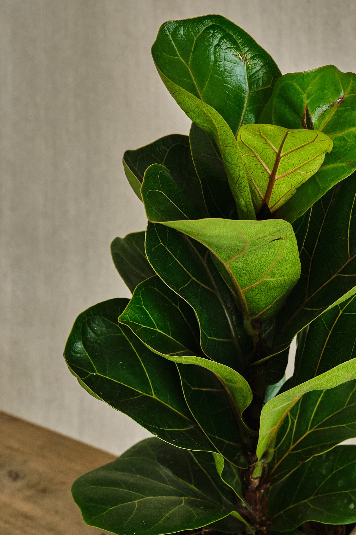 Ficus Lyrata 'Bambino' - Dwarf Fiddle Leaf Fig Plant for Home & Office Decor | Perfect Indoor Houseplant for Living Room, Bedroom, or Workspace