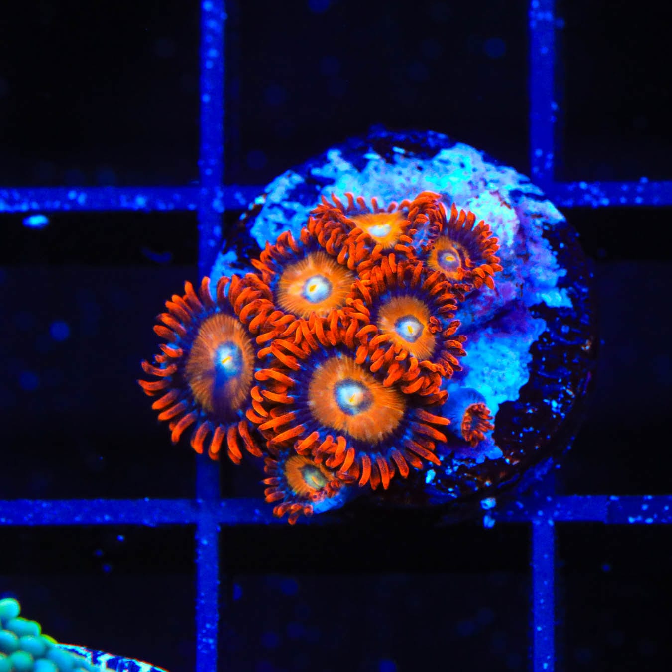 Premium ECC Shatterfield Zoanthids Coral for Saltwater Aquariums - Vibrant Live Coral for Reef Tanks & Marine Displays