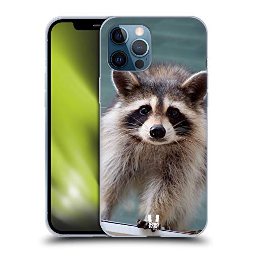 Baby Raccoon