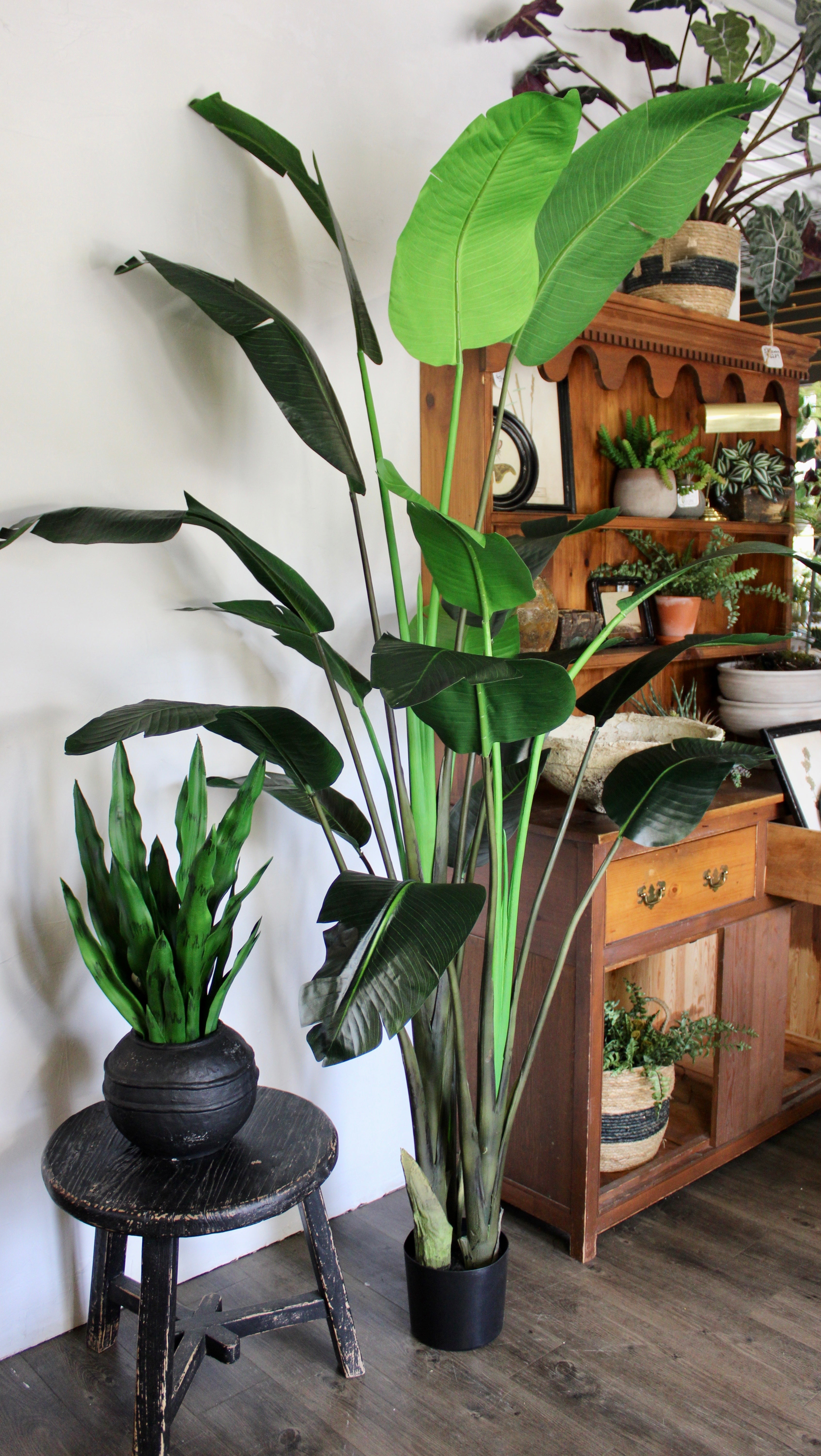 8' Bird of Paradise Tree - Tropical Indoor Plant for Home & Office Decor - Perfect for Living Rooms, Patios, and Garden Spaces