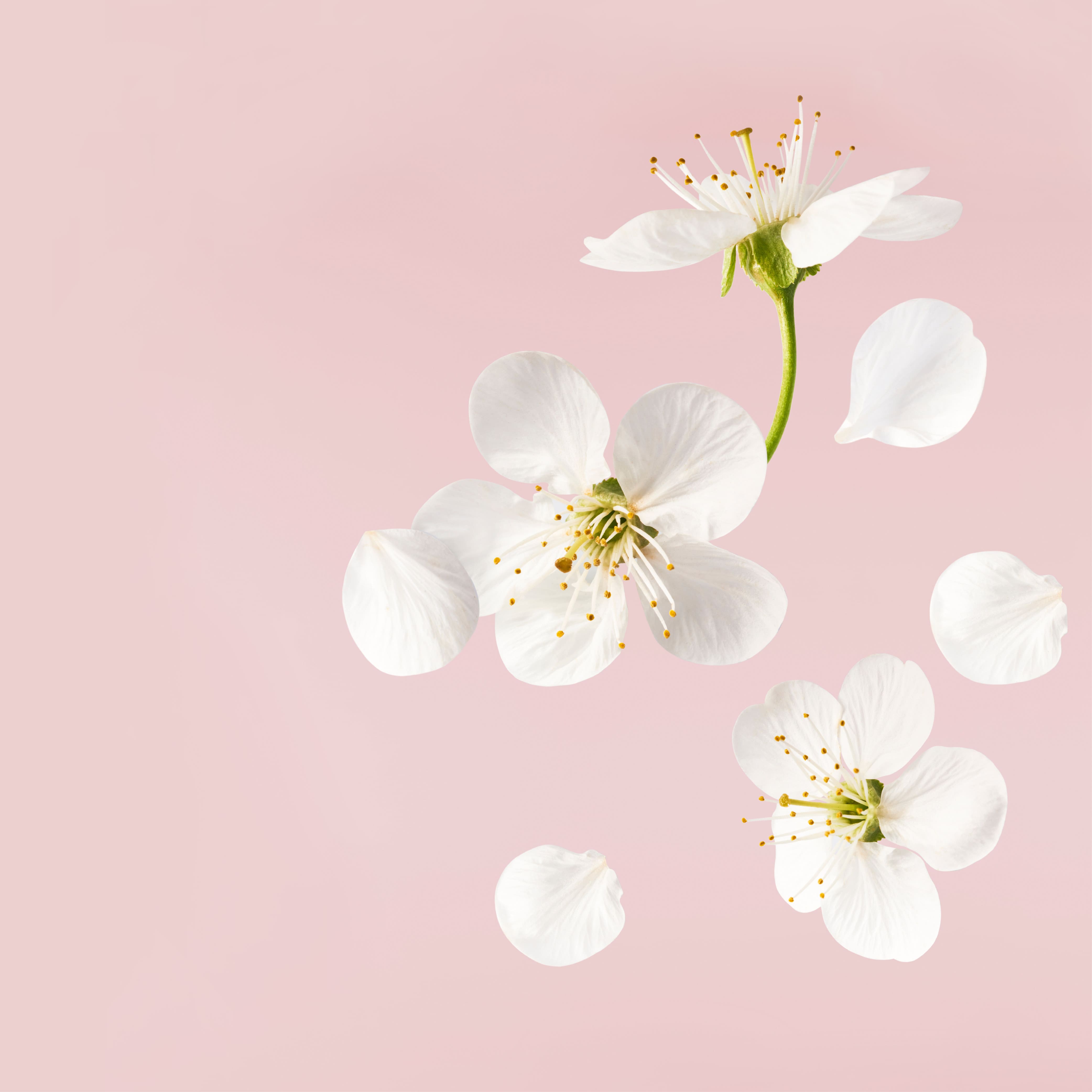 NO. 1108 Cherry Blossom Fragrance Oil for Soap Making & Candle Making - Inspired by Bath & Body Works - Perfect for DIY Home Spa, Aromatherapy & Gift Sets